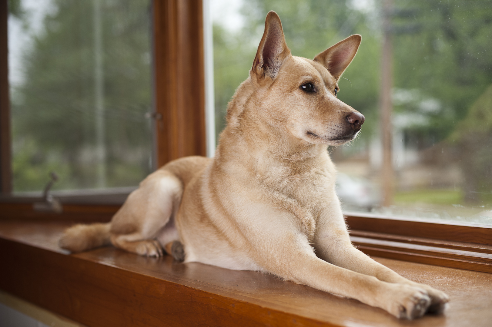 dog laying by a window 