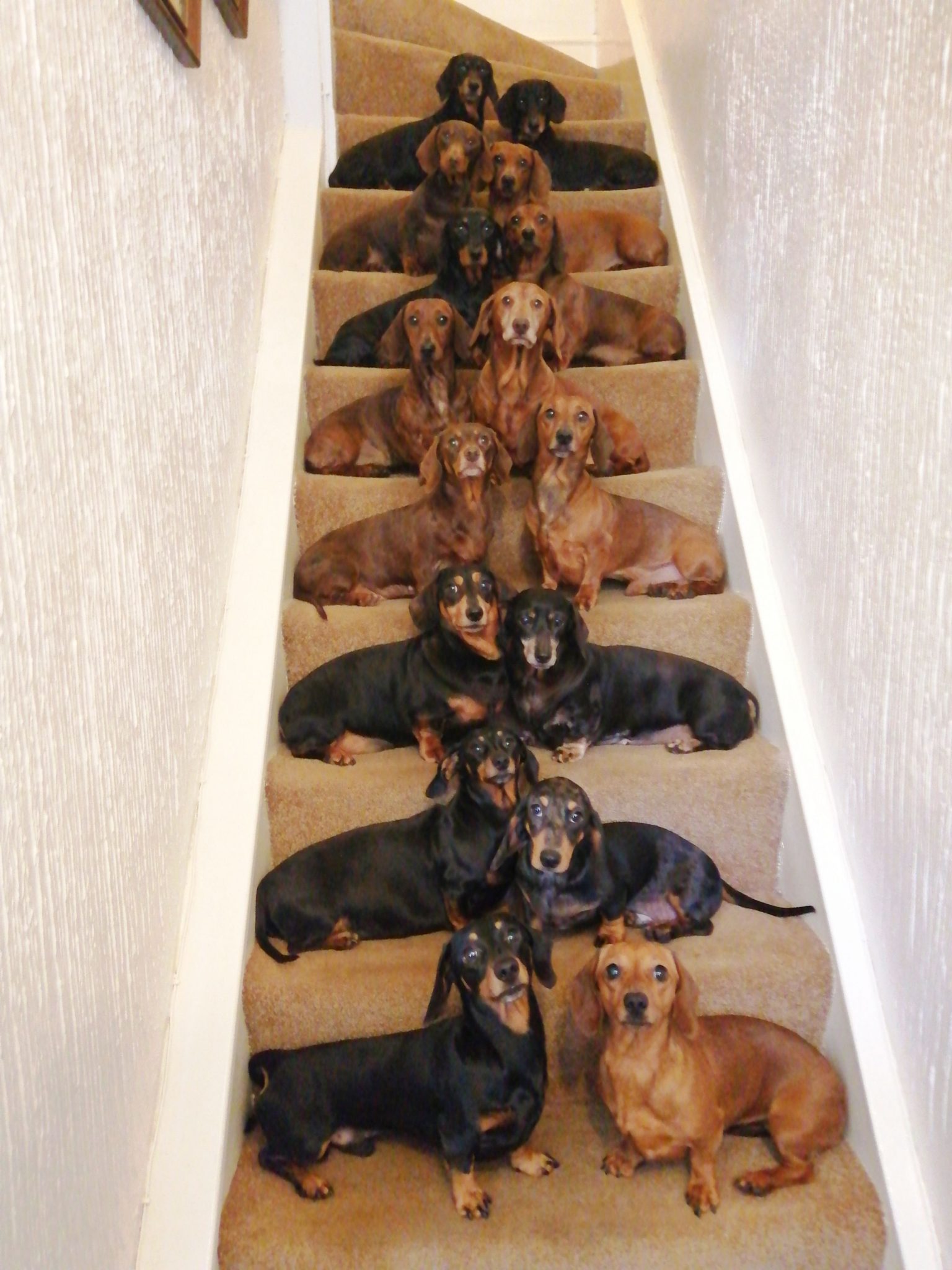 Dog Owner Gets His 17 Dachshunds To Pose For Festive Holiday Photo