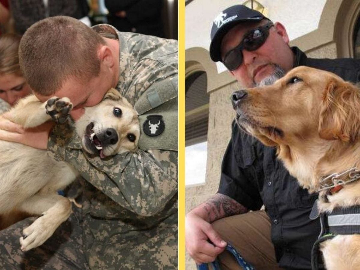 How Much Does A Ptsd Service Dog Cost