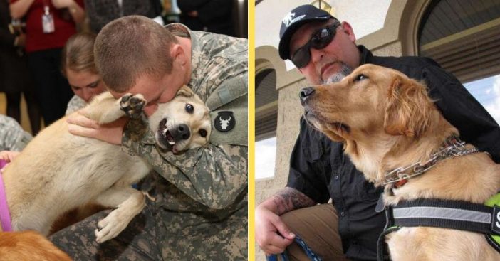 A New Potential Bill May Cover The Cost Of Service Dogs For Veterans With PTSD