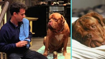 Disney Plus is working on a Turner and Hooch series