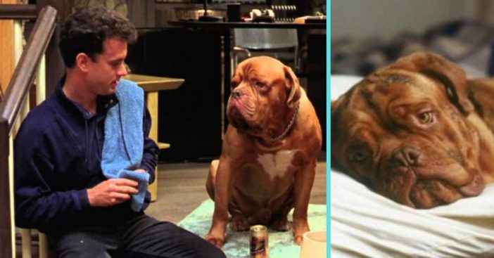 Disney Plus is working on a Turner and Hooch series