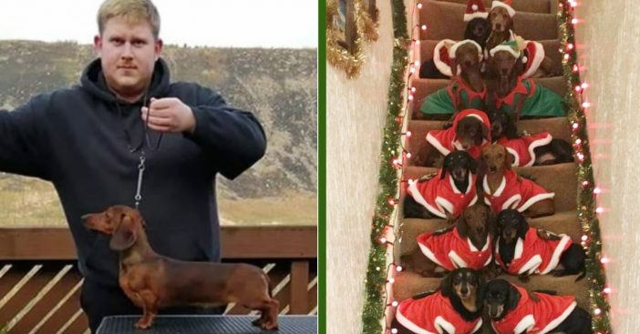 Dog Owner Teaches His 17 Dachshunds To Pose For Festive Holiday Photo