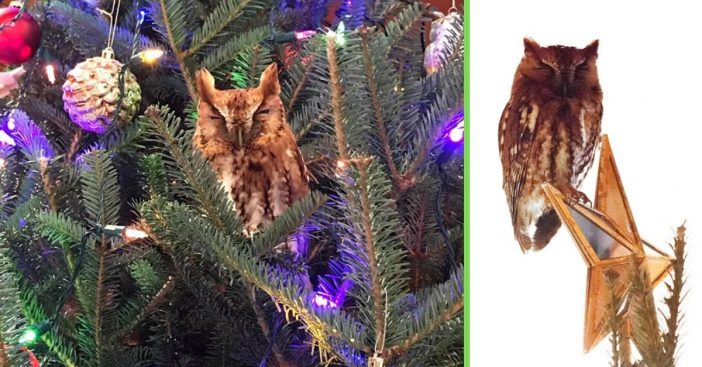 Georgia family finds an owl in their Christmas tree