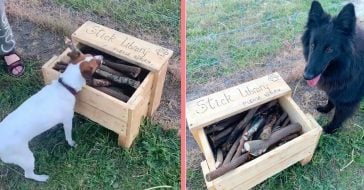 Man Builds Creative Stick Library For Dogs At The Local Park
