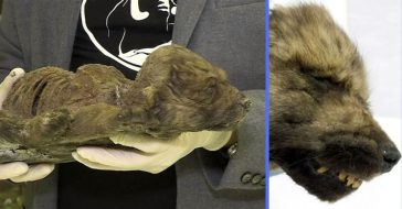 Scientists found an 18000 year old puppy in permafrost