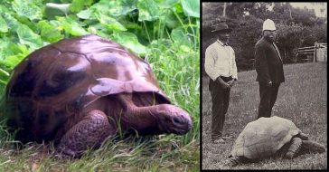 This 187-Year-Old Tortoise Is The Oldest Land Animal In The World