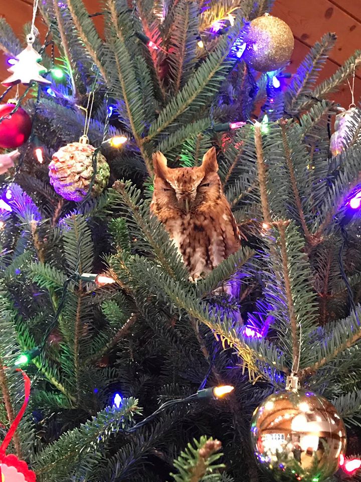 owl hiding in christmas tree