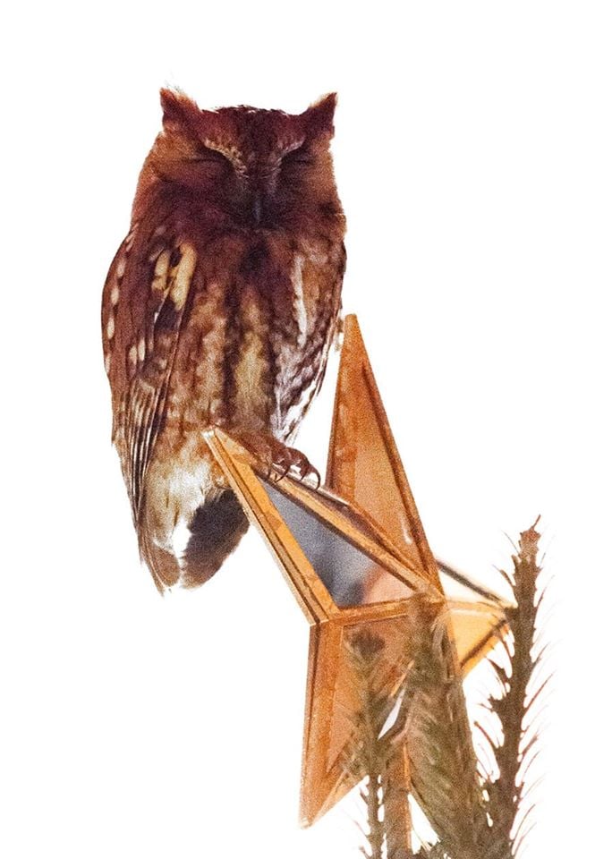 owl on tree topper star christmas tree