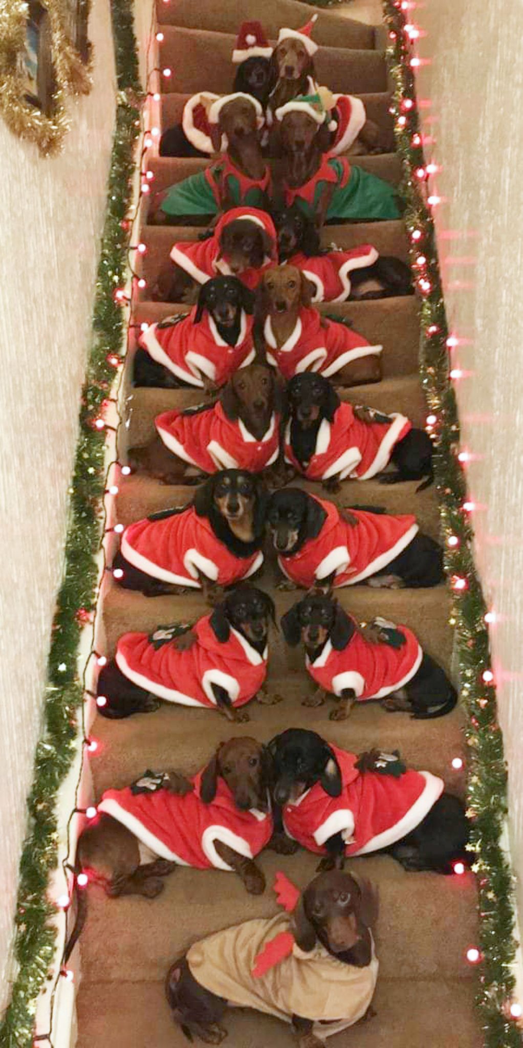dog owner gets 17 Dachshunds to pose for christmas photo