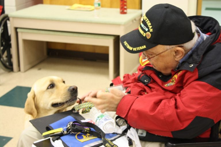 New Bill May Cover The Cost Of Service Dogs For Veterans With PTSD