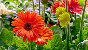 Add some color to your home while also enjoying the health benefits offered by gerbera daisies