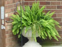 The Boston fern is full of body - and health benefits