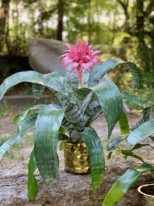 The bromeliad will work extra hard while we rest