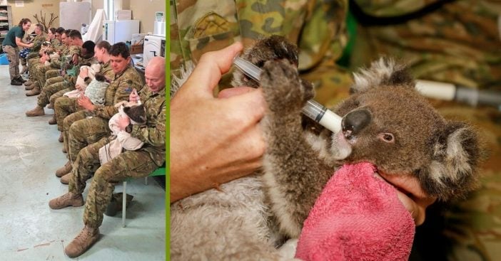 When they have free time, these army members spend it taking care of wounded koalas