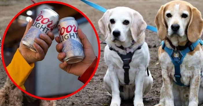 Coors Light To Cover $100 Worth Of Dog Adoption Fees Across The Country