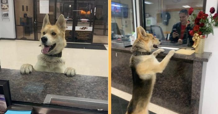 Dog Shows Up At Police Station To 'Report Himself Missing'