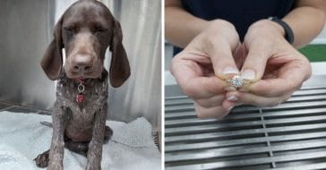 Dog Swallows Owner's Engagement Ring, Comes Back 'Good As New'
