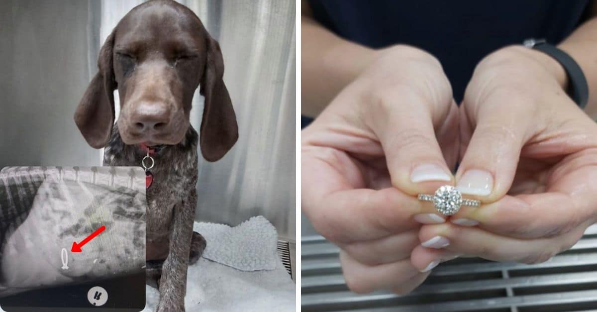 Dog Swallows Owner's Engagement Ring, Comes Back 'Good As New'