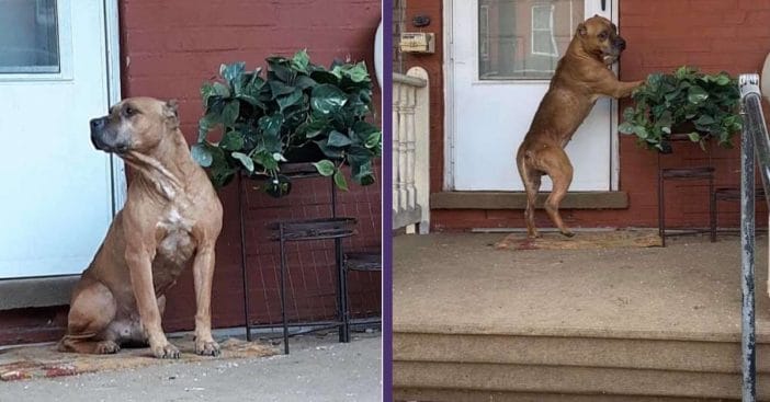 Dog Waits On The Front Porch Weeks After His Family Moved Away