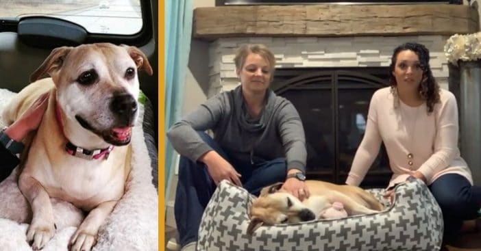 Sandi's journey ended up helping her, her family, and other dogs