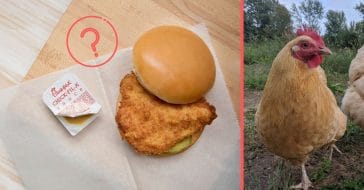 Shortage of small chickens could lead to shortage of fast food chicken sandwiches