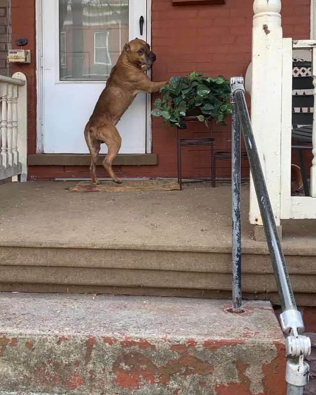 dog waits on front porch for family that moved away