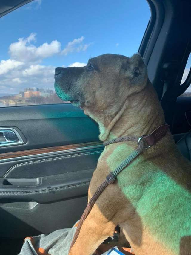 dog waits on front porch for family that moved away