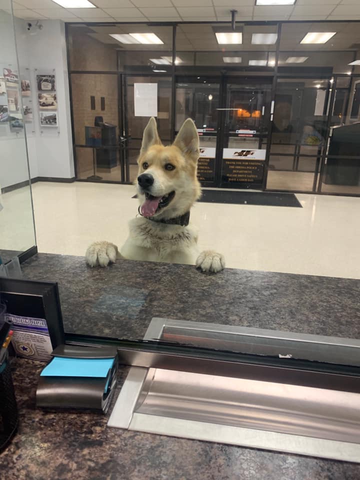 dog reports himself missing at police station