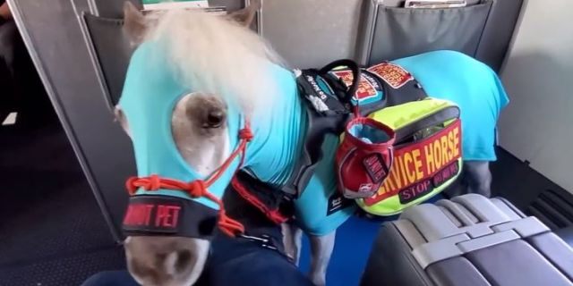 woman brings mini service horse onto plane