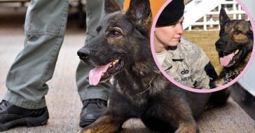 After they've retired, these military dogs need a place to call home and people to call family