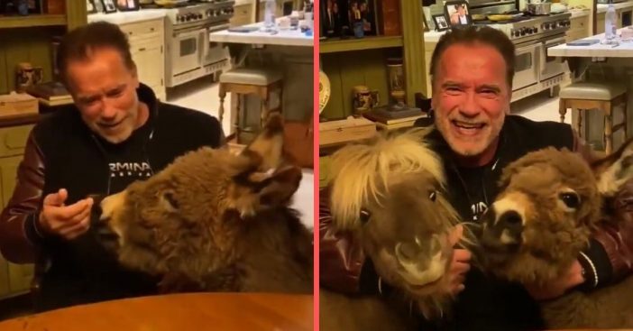 Arnold Schwarzenegger Is Staying Home During Coronavirus Outbreak With mini horse and donkey