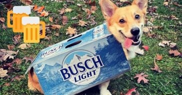 Busch is offering free beer to people who adopt or foster a dog