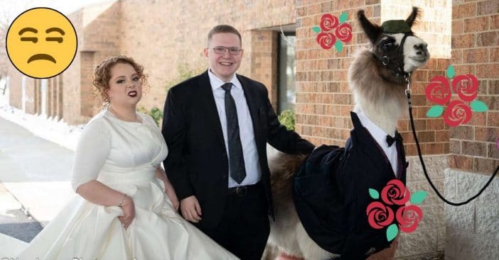 Even well-dressed, this llama didn't get a warm welcome