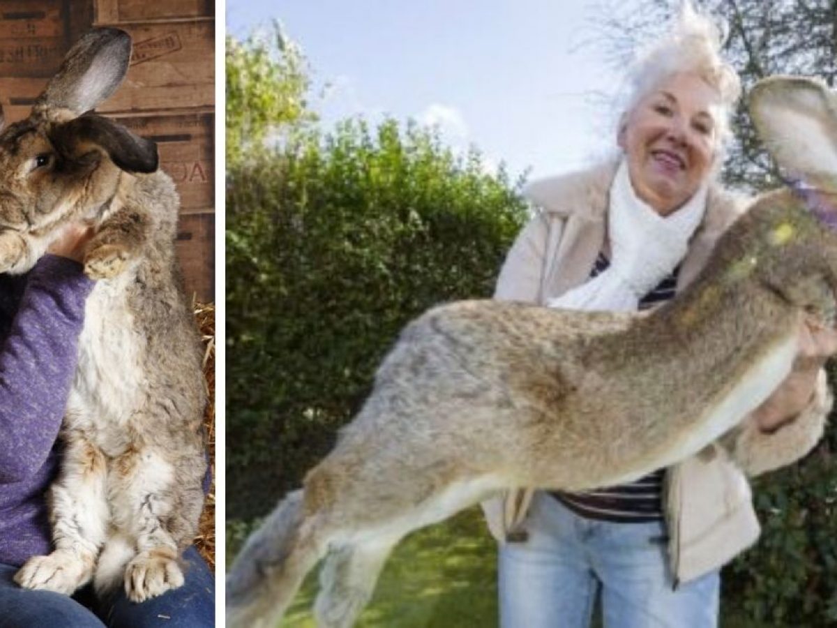 World Record Biggest Rabbit