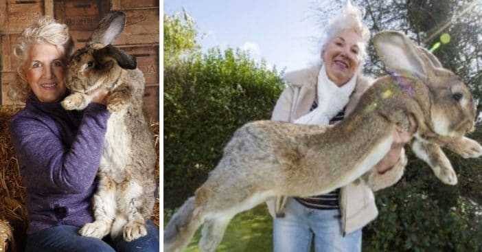 The Largest Rabbit On Earth, Darius, Weighs 49 Lbs And Is Over 4 Feet Long