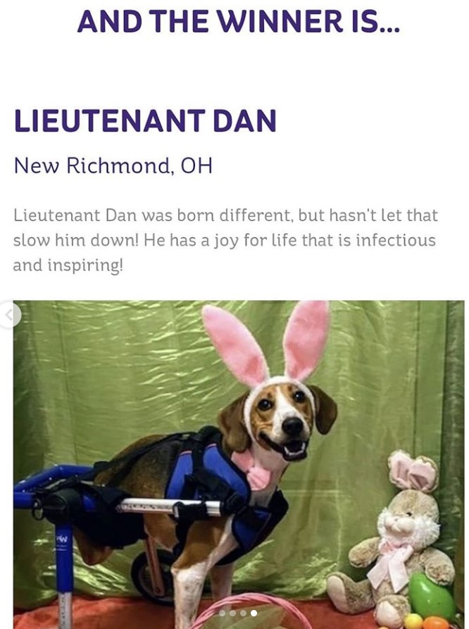 lieutenant dan cadbury bunny winner