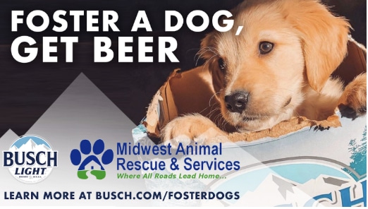 foster a dog and get free busch beer