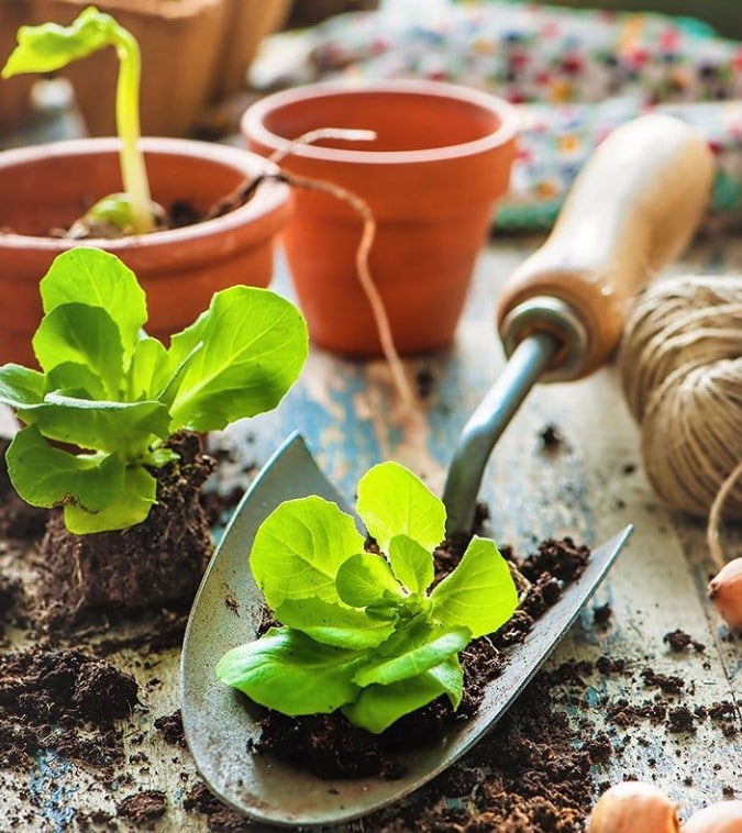 gardening 