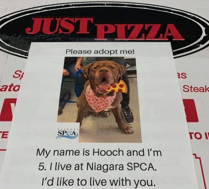 just pizza adoptable dogs 