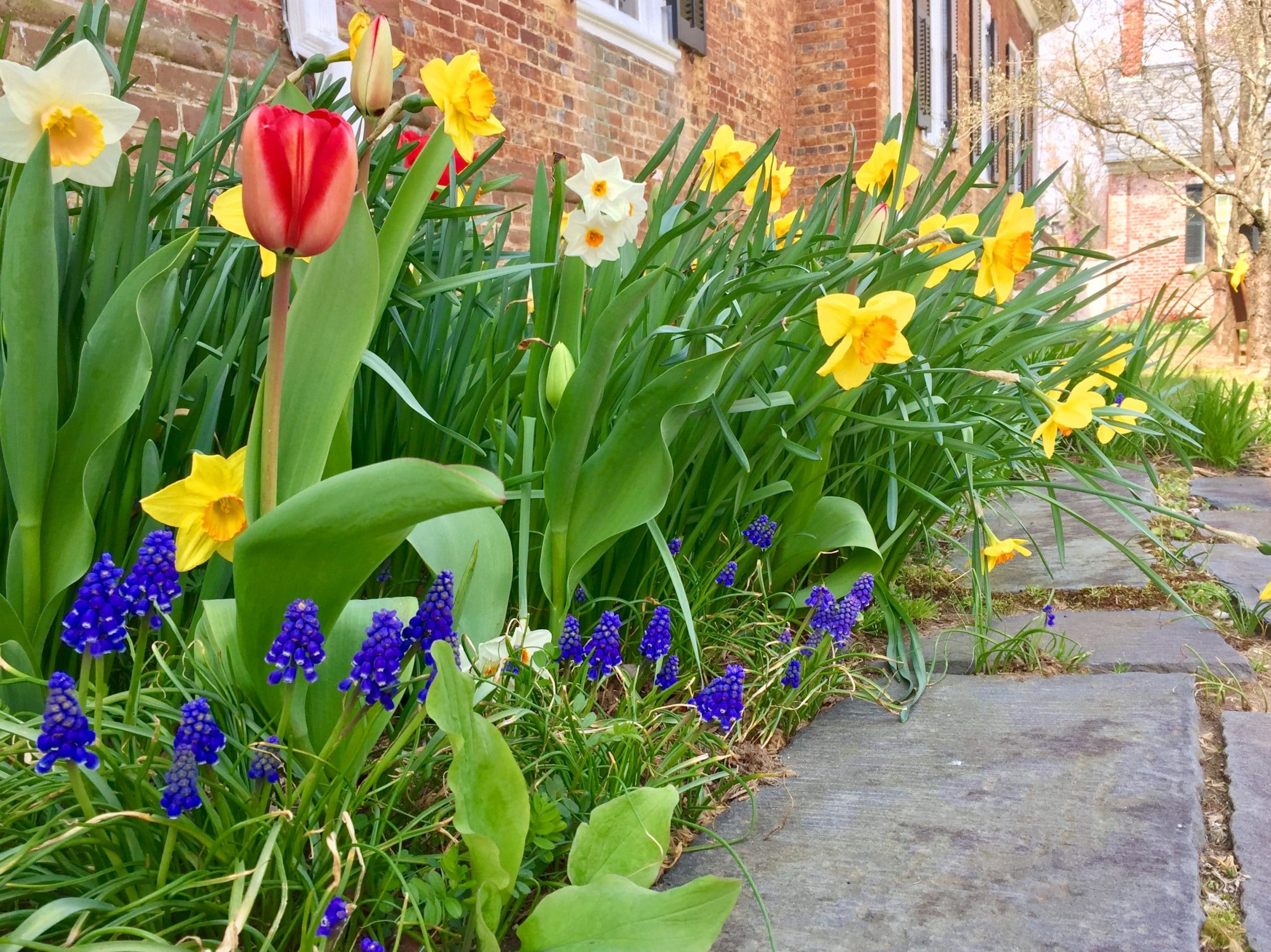 spring flowers 