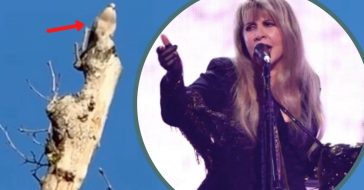 40 Years After Writing 'Edge Of Seventeen,' Dove Sings At Stevie Nicks' Window