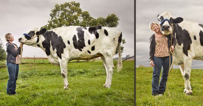 Blosom set a world record as the world's tallest cow several years ago