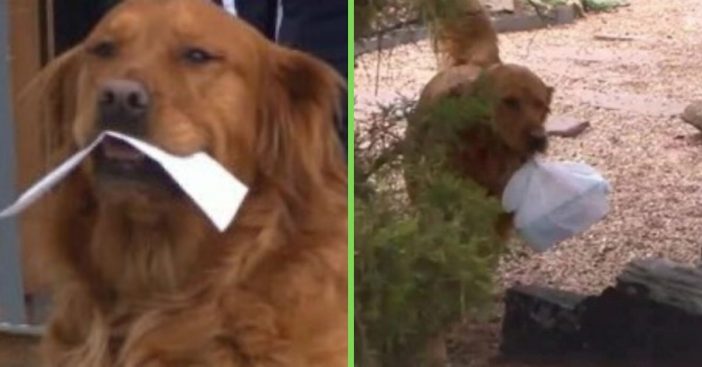 Dog delivers groceries to neighbor during coronavirus pandemic