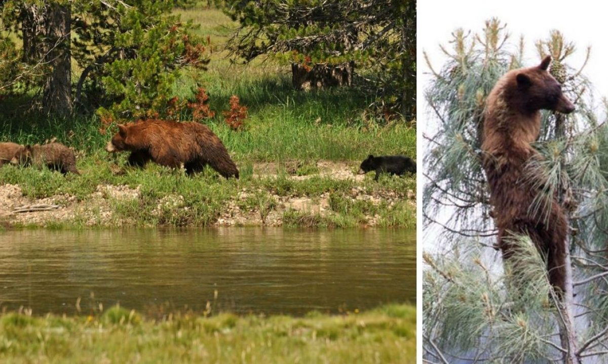 Bears Are Having A Party At Yosemite National Park While It Is Closed