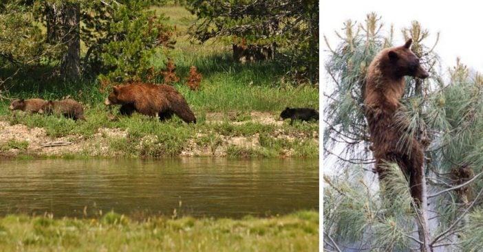 More bears are coming around during Yosemite National Park closures