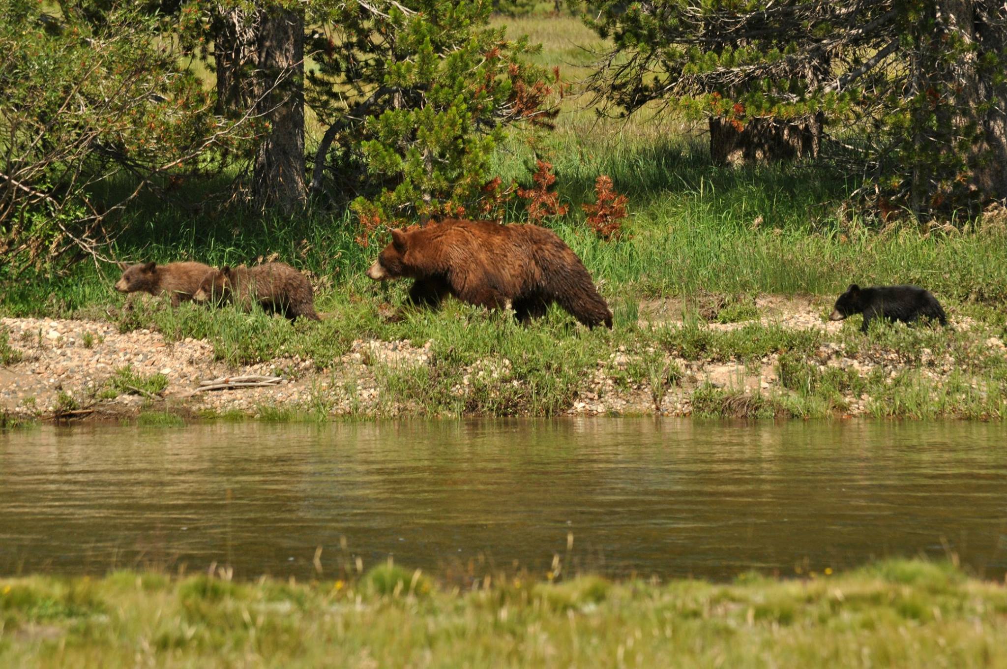 Bears Are Having A Party At Yosemite National Park While It Is Closed   Bears Yosemite 