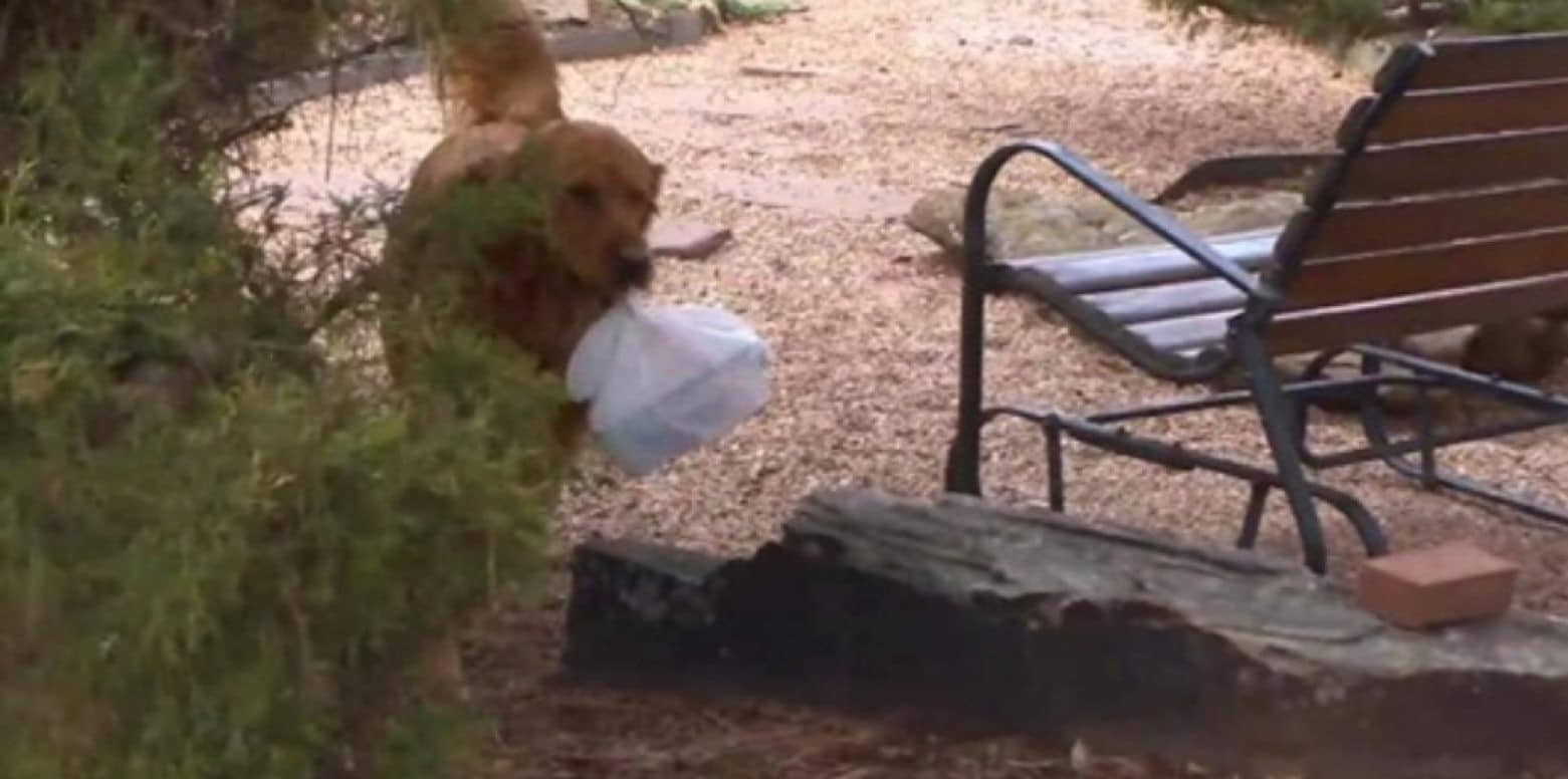 sunny delivering groceries to neighbor