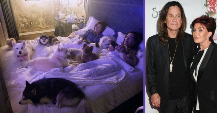 Sharon And Ozzy Osbourne Share Adorable Photo, Cozy In Bed With Eight Dogs