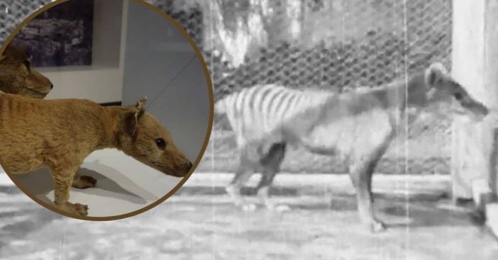 WATCH_ Footage From 1935 Of Last Known Tasmanian Tiger